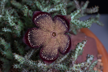 Cactus with flowers on dark background.