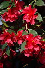 Cam&eacute;lia rose au printemps au jardin