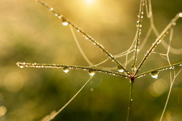 flower grass and drop dew with sunlight.