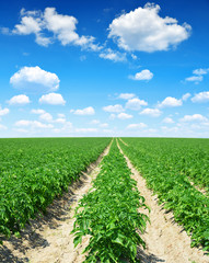 Fototapeta na wymiar Green field of potato crops in a row and blue sky with clouds.
