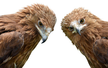 Eagle Aquila clanga isolated on a white background.