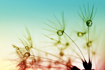 Dew drops on a dandelion seeds close up.