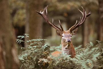 cerf cervidé brame mammifère bois forêt roi chasse cor portrait tête fougère nature sauvage