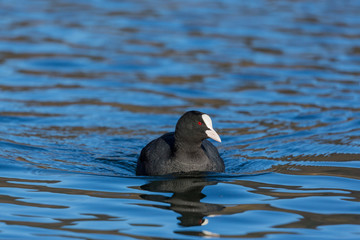 front view portrait of black coot (fulica atra) swimming blue water