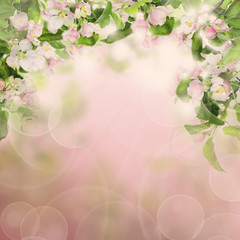 Nature Border with Apple Flowers and Twigs with Green Leaves on Pink Spring or Summer Background