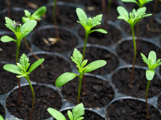 Sprout seeds of marigolds are grown.