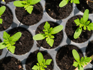 Sprout seeds of marigolds are grown.