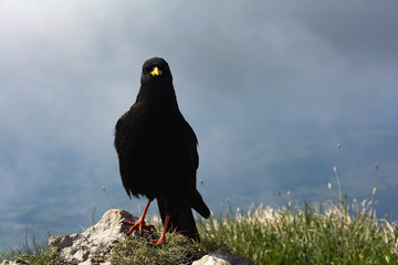 Chocard à bec jaune