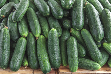 Fresh healthy green organic cucumber on farmer agricultural market on morning sunny day