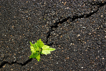 A green close up sprout on a gray asphalt, leader concept, texture background