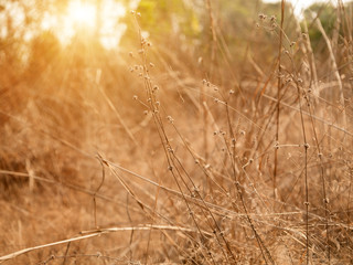 Close-up of dry grass in the summer sun.