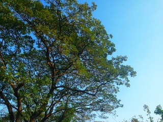 Beautiful trees green birch leaves