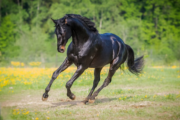 Black horse runs gallop on the meadow in summer
