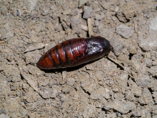 Brown chrysalis of a butterfly on the ground.