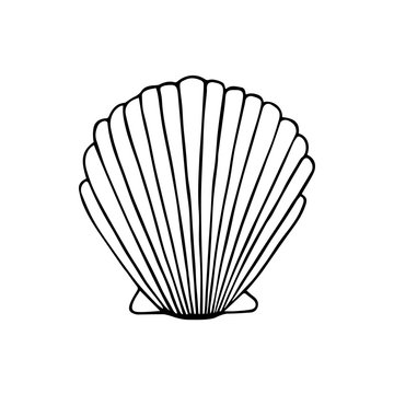 Sea shell doodle drawing, vector illustration isolated on white background. Sea scallop shell black outline.