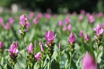 Obraz na płótnie Canvas Siam Tulip, Flower