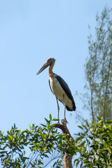 Conservation of birds on the tree. Lesser adjutant stork