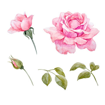 Watercolor roses vector set