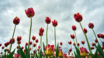 Beautiful tulips on cloudy sky background
