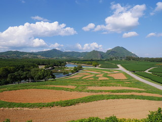 Green tea plantation with the mountains in the background and clear sky in Chiang Rai