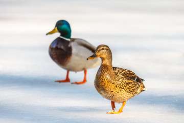 ducks passing through the ice, the sun enlightened female, male in the background blurred in the shade