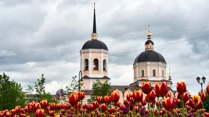 Beautiful purple tulips on church background