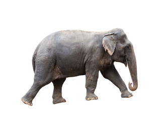 Asian elephant isolated on white background.