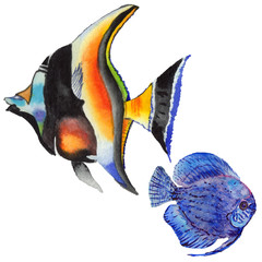 Watercolor aquatic underwater colorful tropical fish set. Red sea and exotic fishes inside.