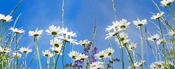Frühlingserwachen: Meditation, Relaxen in Blumenwiese mit leuchtend schönen Margeriten :)