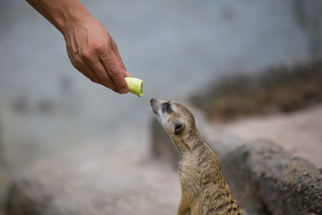 Feeding animals in the zoo