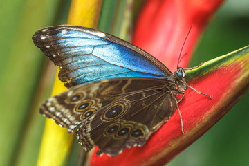 The Peleides Blue Morpho, tropical butterfly.