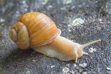Creeping snail with conch.