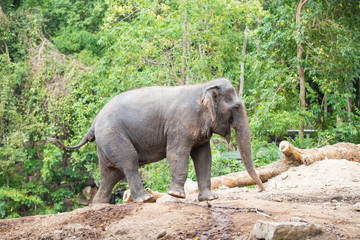 Obraz premium Asian elephant