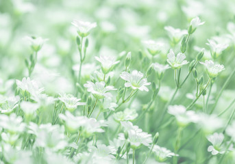 Delicate white flowers of cerastium on a delicate green background. selective soft focus.