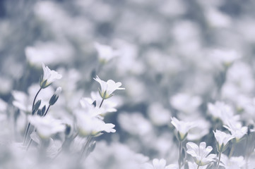 White small flowers cerastium on a beautiful background. selective soft focus.