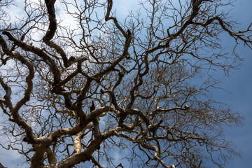 Dead trees in summer
