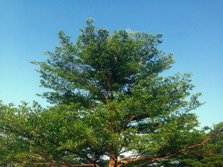 Beautiful trees green birch leaves