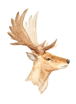 Watercolor deer portrait