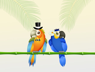 Wedding of parrots