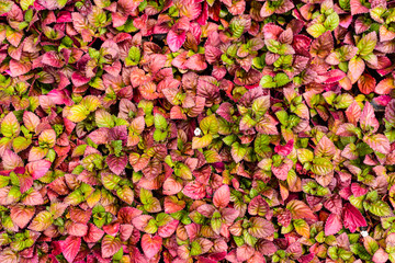 Abstract Nature Background