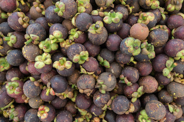 Fresh of  Mangosteen that queen of fruits.