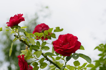  Growing bush roses.  Red rose.