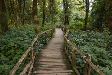 Fototapeta na wymiar Wooden footpath in Deep tropical rainforest at Doi inthanon national park, Thailand