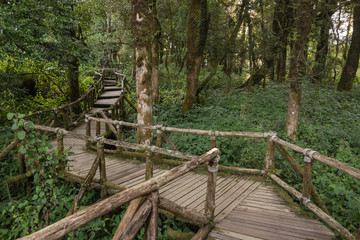 Wooden footpath in Deep tropical rainforest at Doi inthanon national park, Thailand