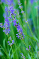 Beautiful Lavender Flowers shrub in garden