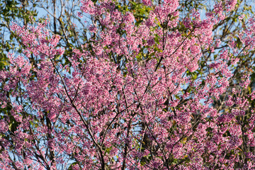 Cherry blossom in thailand, pink flower.