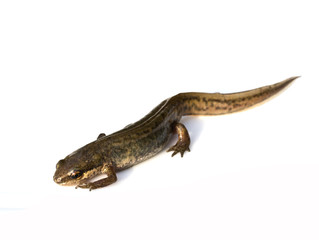 Close Up of Smooth Newt On White Background