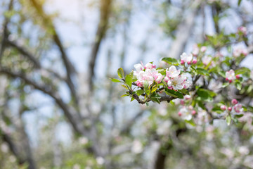 Apple flowers blossom in spring time with green leaves nature background, natural floral seasonal background