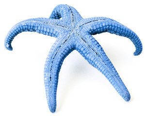  étoile de mer bleue