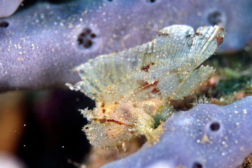 Fototapeta na wymiar leaf fish